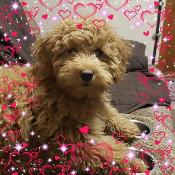 Meet your Posher, Denise - Picture 1 of 1